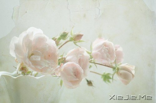 ֻҪ�����ߣ��ܻῴ������ (8)