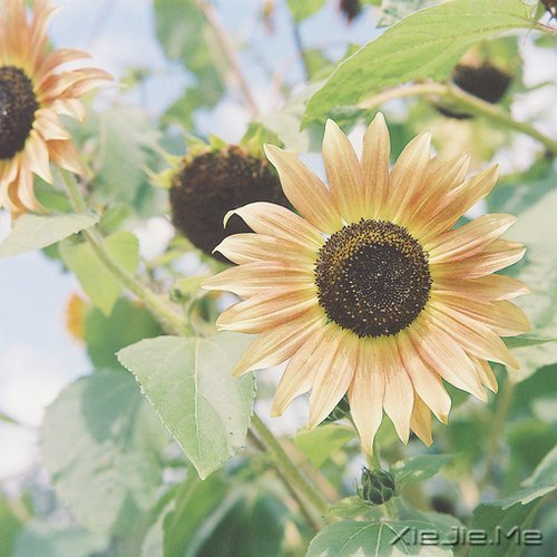 ���Լ����ˣ��Ż����˰� (7)