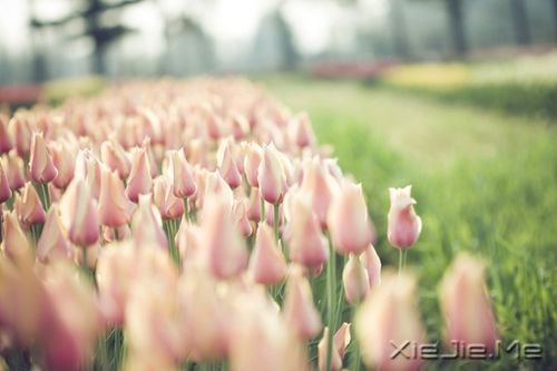 ǧ��Ҫ��Ϊ�ߵ�̫�ã�������������Ϊʲô���� (8)