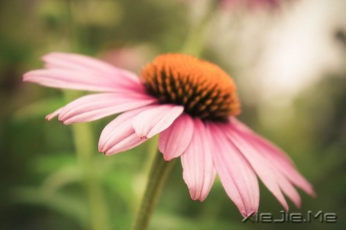 早安心语:做自己生命的主角,而不是别人生命中的看客 (10)