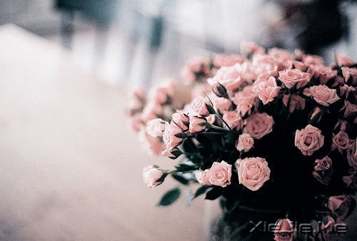 晚安心语:别让人生,输给了心情 (2)