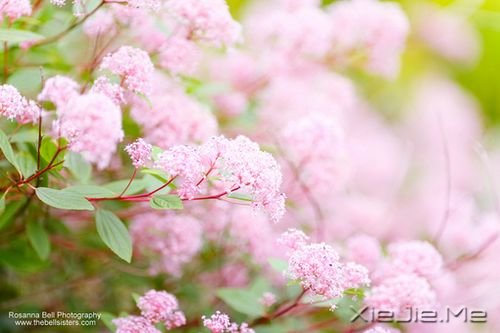 晚安心语:生活就是生下来,活下去 (5)