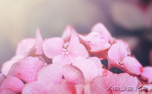 晚安心语:生活就是生下来,活下去 (8)