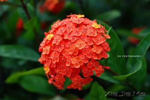 早安心语:我只有笑的很欢,忧伤才不会被看穿 (6)