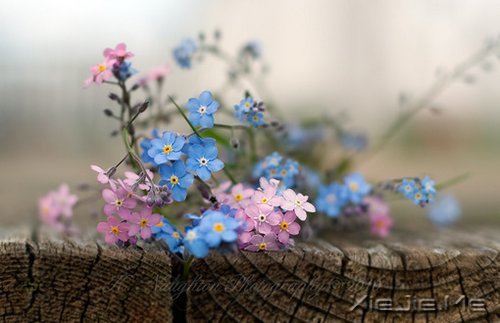 早安心语:对未来的真正慷慨,是把一切献给现在 (3)