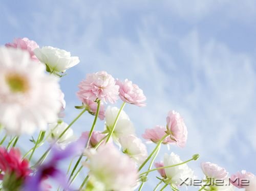 晚安心语:哭泣时没有肩膀依靠,那就仰起头 (7)