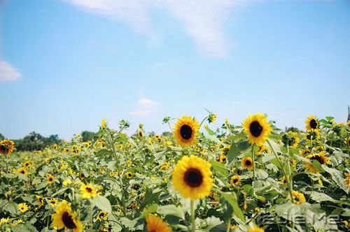 �����������������һ�ּ򵥵Ĺ켣 (7)