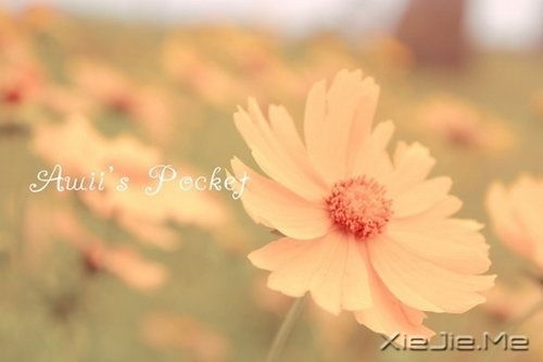 早安心语:对未来的真正慷慨,是把一切献给现在 (9)