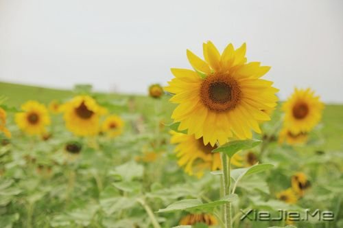 早安心语:只要你在走,总会看到进步 (6)