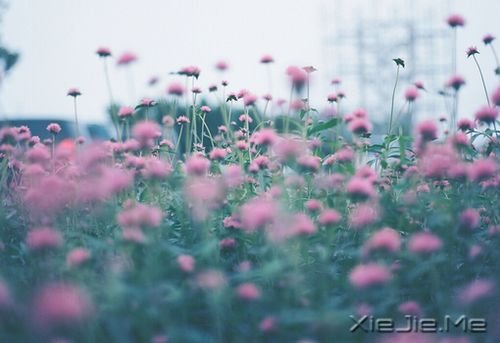 早安心语:你的心很小,不要装下太多忧伤 (9)