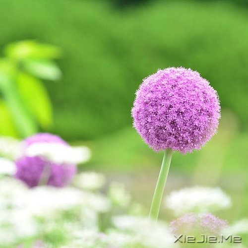 ����ľŴ��ǻ� (1)