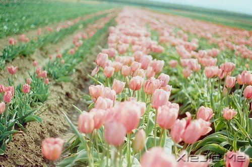 ���֣���ζ������ҩ (5)